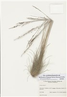 藏品(羊茅)的圖片